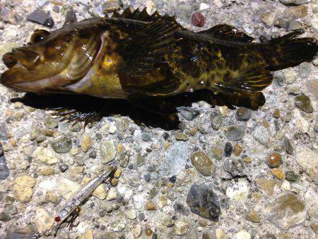 タケノコ狩り第２弾！