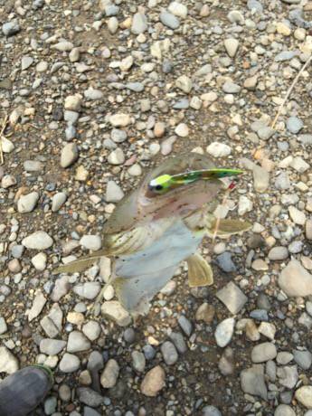 紀ノ川フラット調査