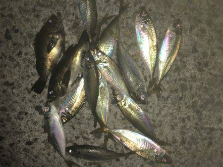 久しぶりによう釣れた