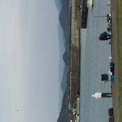 イワシフィーバー