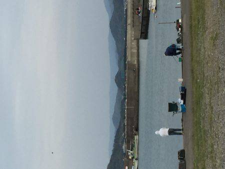 イワシフィーバー