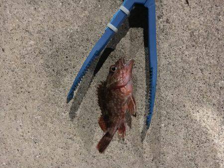 ランガンしてやっと