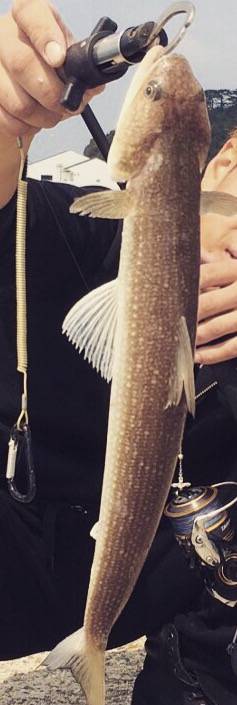 ライトショアジギング