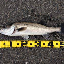 夕まずめに 高活性‼︎