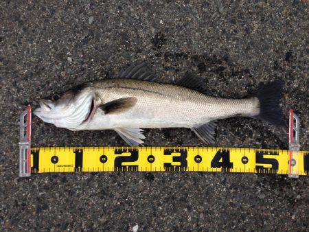 夕まずめに 高活性‼︎