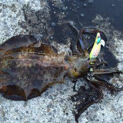 春イカでない！