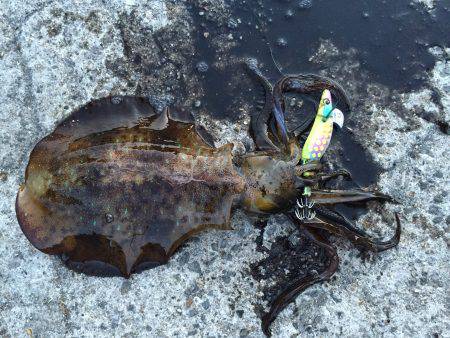 春イカでない！