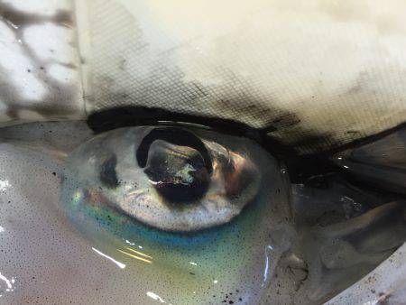 1人でアオリイカ