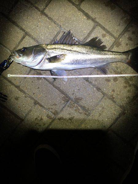 寝る前に1時間だけ…。