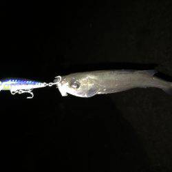 雨の舞洲短時間釣行