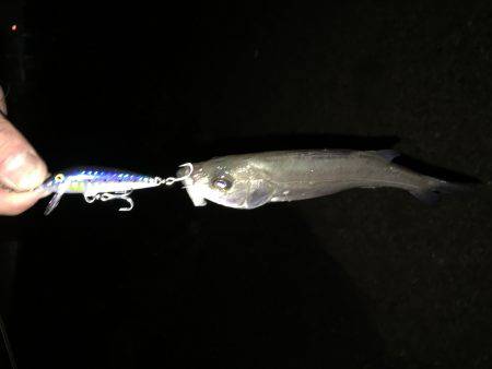 雨の舞洲短時間釣行
