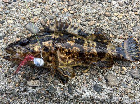 デイガシリング