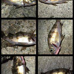 ミニメバルばかりで…(>_<)