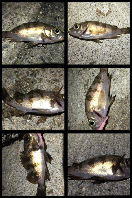 ミニメバルばかりで…(>_<)…