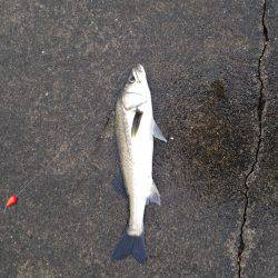 アジ飲ませでお土産確保