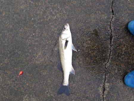 アジ飲ませでお土産確保