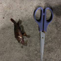 おニューロットなんですがー