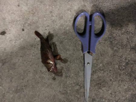 おニューロットなんですがー