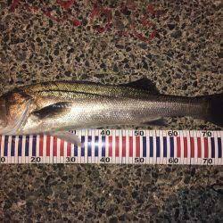 シーバスナイトゲーム