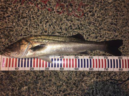 シーバスナイトゲーム