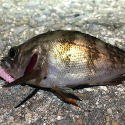 今日こそはアベレージ超えを…