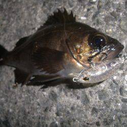 短時間メバリング