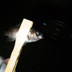 アメメバリング