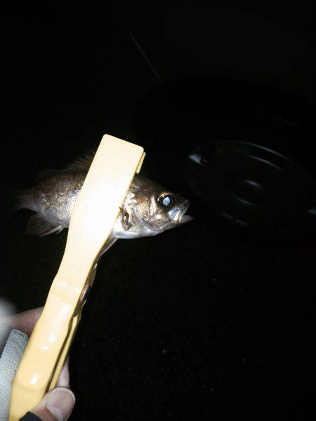 アメメバリング