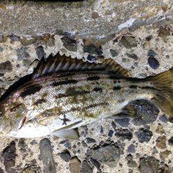 何だこの魚種は！？