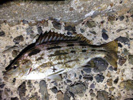 何だこの魚種は！？