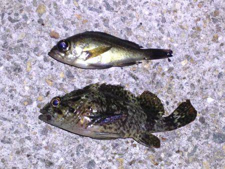 マイクロメバル。