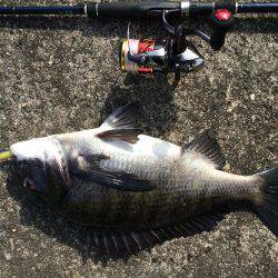 水軒でビックなチヌ！