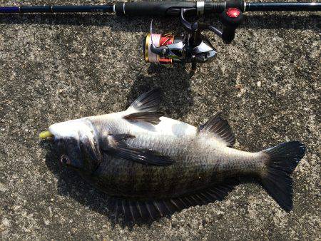 水軒でビックなチヌ！