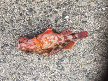 アオリイカ狙いのはずが、、、