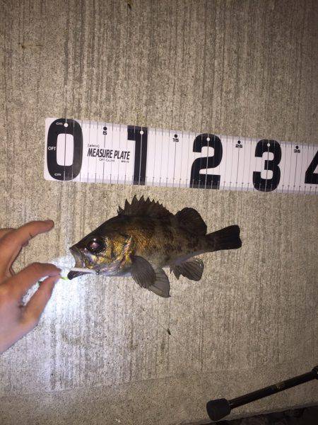 岬フロートメバリング！