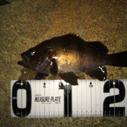 自己ベストメバル！！