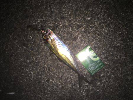 青物不在で、アジ