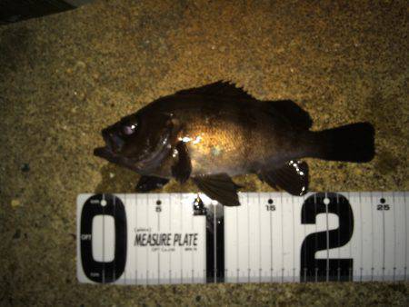 自己ベストメバル！！