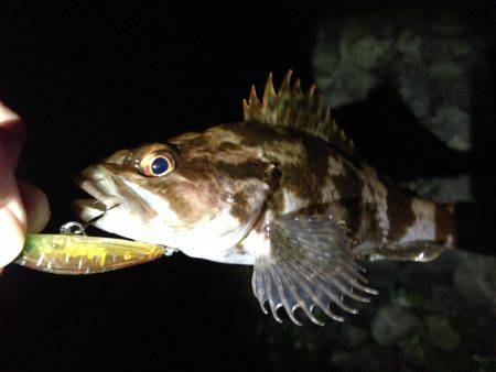 やっと春が来た