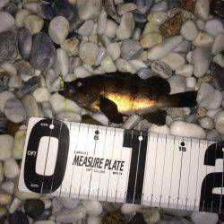 フロートメバリング