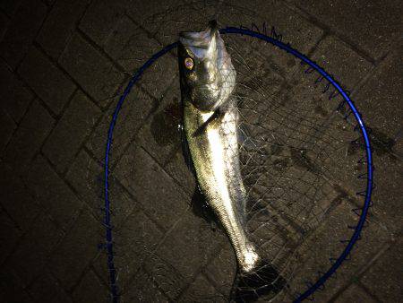 初バチパターン！