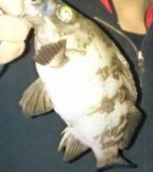 メバリング失速