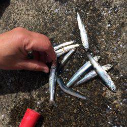 カタクチイワシ大好釣です