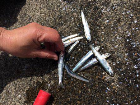 カタクチイワシ大好釣です