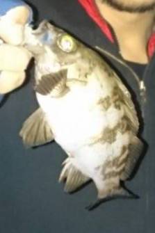 メバリング失速