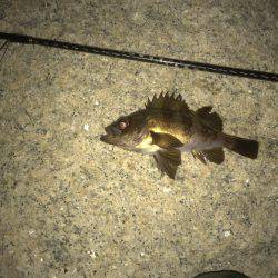 仕事終わりメバリング