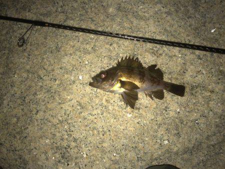 仕事終わりメバリング