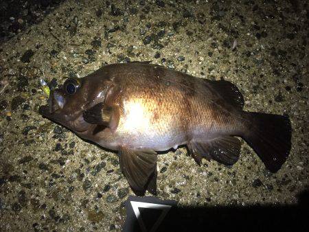 雨上がりの出陣決行＼(^o^)／