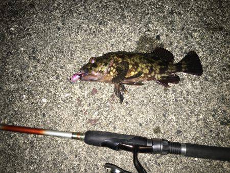 ガシラ大漁V(^_^)V