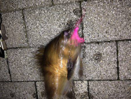 デカメバル降臨